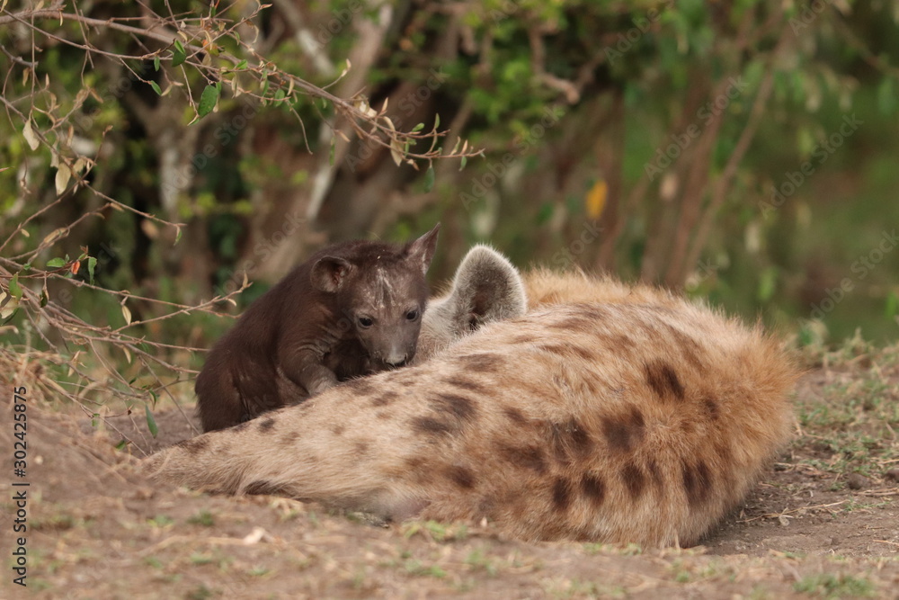 Fototapeta premium Spotted hyena mom and cub.
