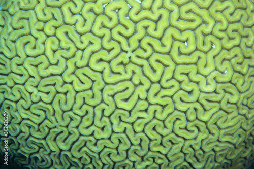 Grooved brain coral photo