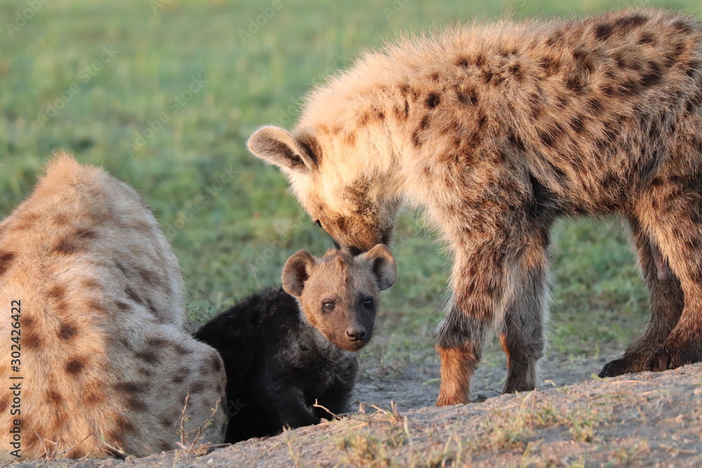 Obraz premium Spotted hyena cub.