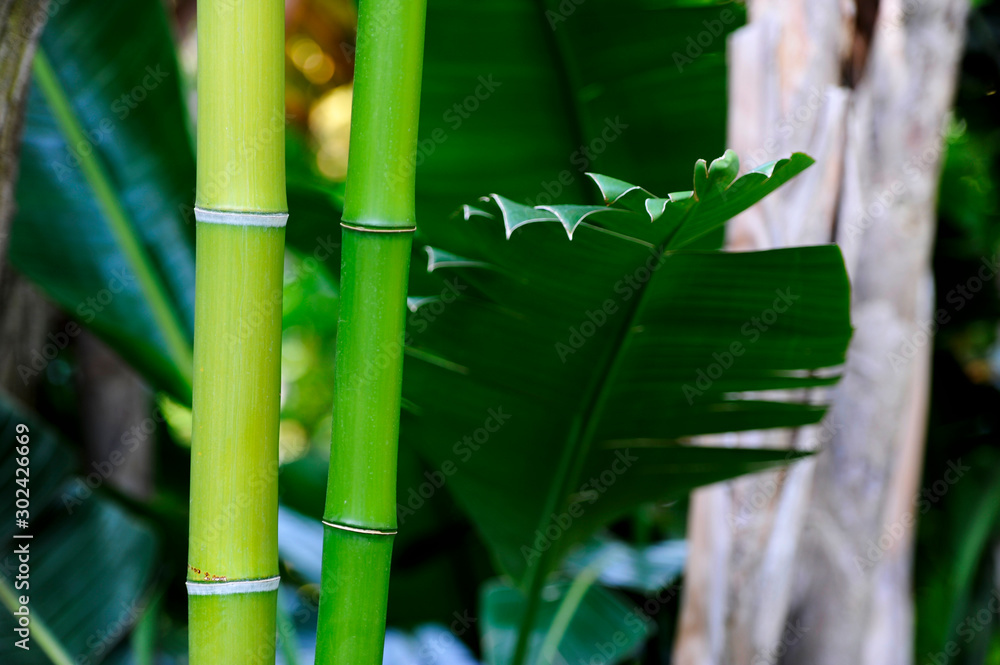 Obraz premium jardines costa brava bambu