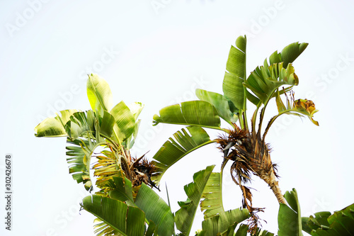  jardines costa brava platanero