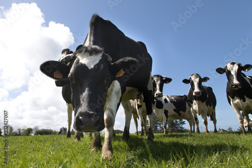 Vaches en Bretagne