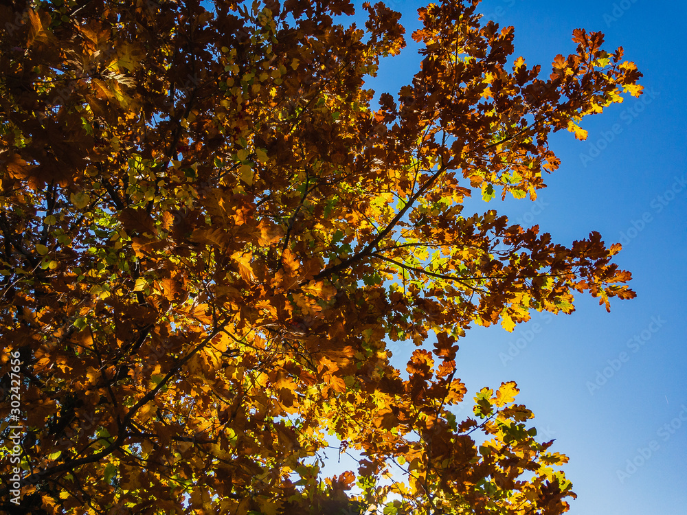 Yellow oak leaves (lat. Quercus) grow on the branches of a tree against a cloudless blue sky on an autumn sunny day. Yellow oak leaves (lat. Quercus) grow on the branches of a tree against a cloudless blue sky on an autumn sunny day.