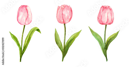 Pink tulip watercolor painting flower set on isolated white background hand painted elements for card  wall art  clip art or your design