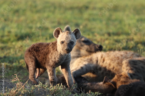 Spotted hyena cub.