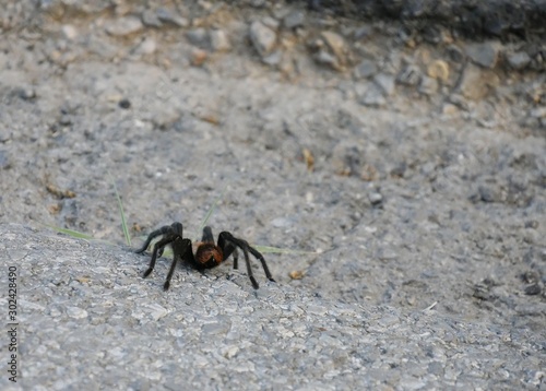 Huge tarantula on the side of a road
