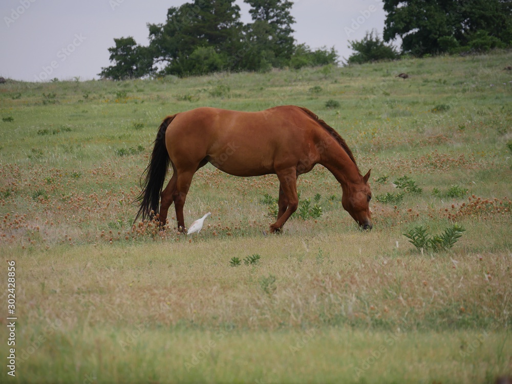 Wide shot, side view of a horse grazing in a meadow with a white egret close by Wide shot, side view of a horse grazing in a meadow with a white egret close by