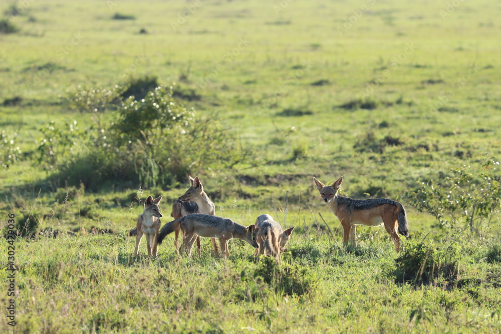 Naklejka premium Group of jackals in the african savannah.