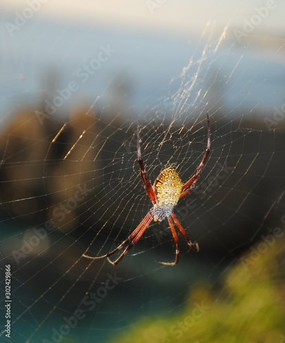 Beautiful spider hanging upside down in its web