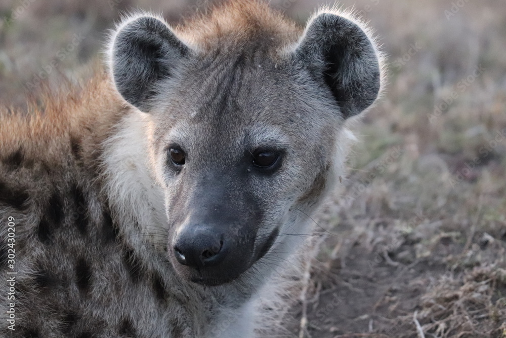 Hyena face closeup. Hyena face closeup.