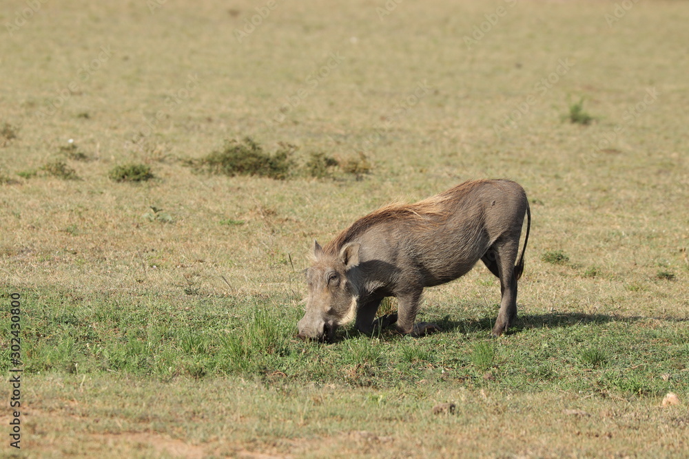 Warthog in the african savannah. Warthog in the african savannah.