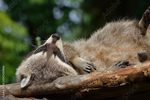 Waschbären beim relaxen photo