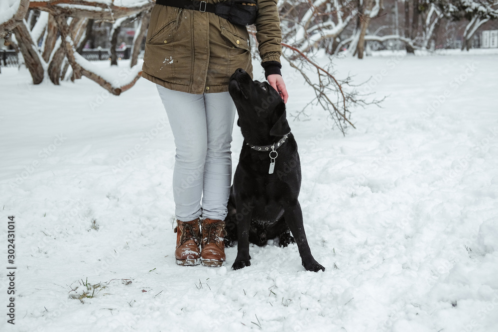 A young woman plays with her pet black Labrador outside in winter. A young woman plays with her pet black Labrador outside in winter.