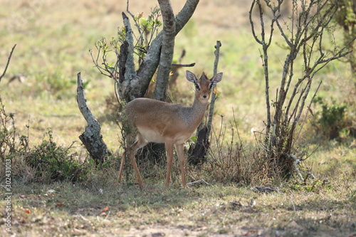 Dik-dik in the african savannah. photo