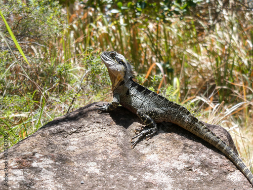 Vászonkép A frill necked goanna lizard basks in the sun on a rock, a native Australian rep