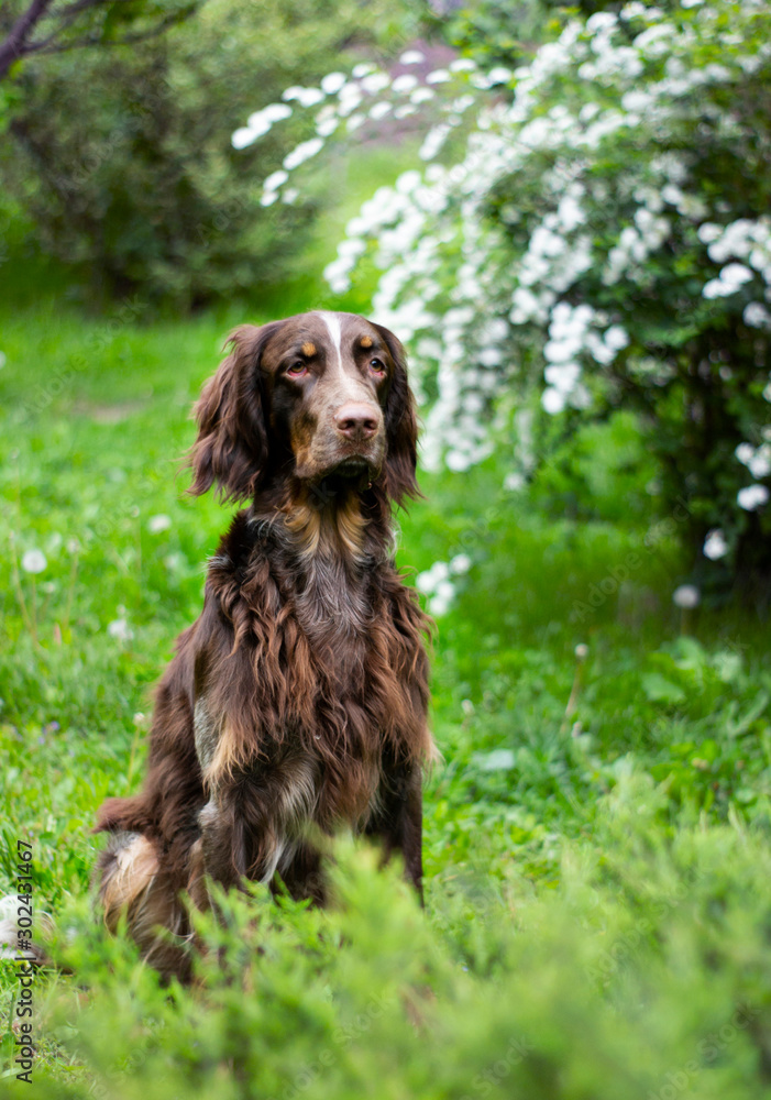 Hunting dog brown curious hunt