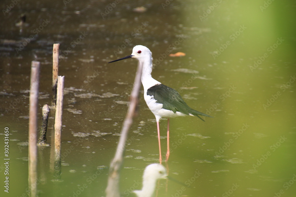 Obraz premium Black Necked Stilt bird in mangrove forest,Black Necked Stilt bird hunting for food