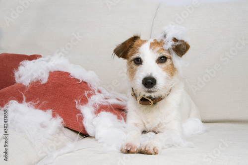 Photography dog mischief alone at home bitting and destroying a pillow sitting on sofa