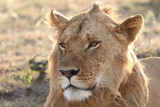 Young lion face closeup.