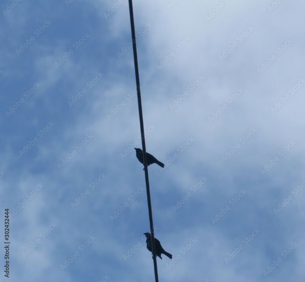 Upward shot of the silhouette of two birds on an electric wire Upward shot of the silhouette of two birds on an electric wire