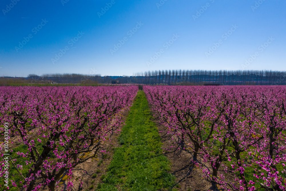 Fototapeta premium Aitona de Rosa