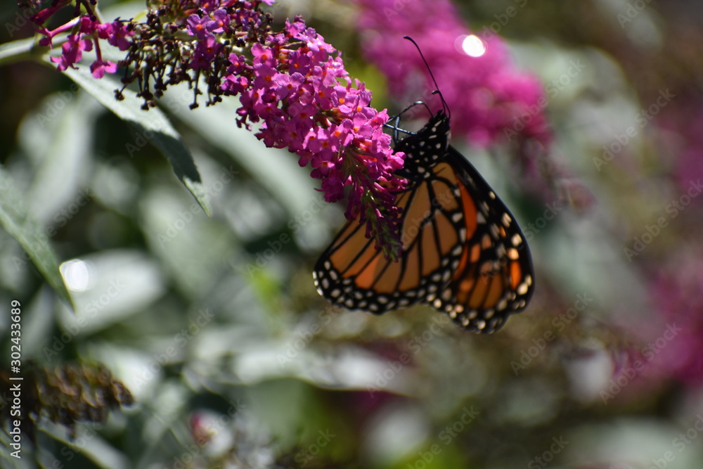 butterfly on flower butterfly on flower