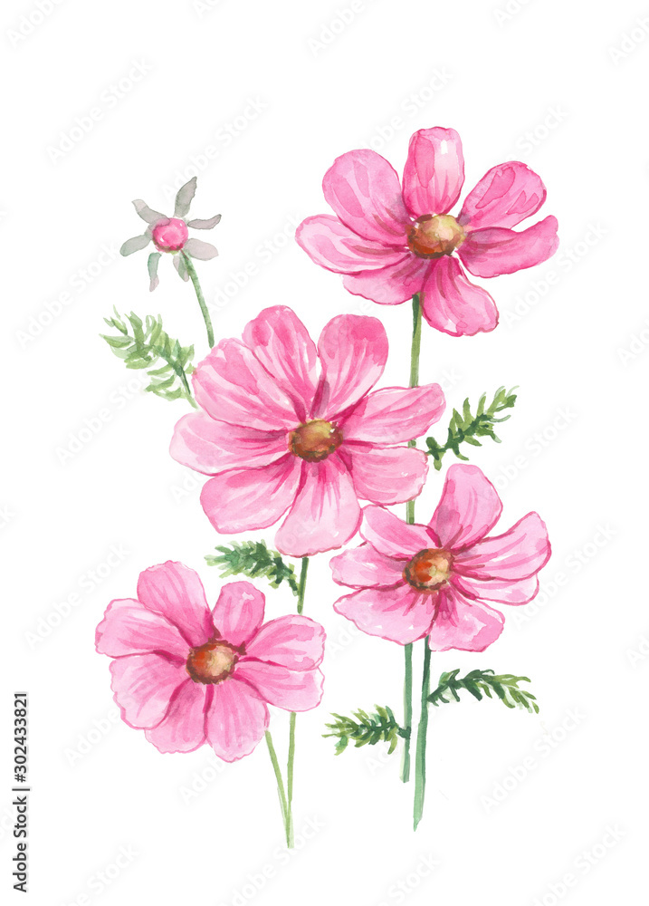 Pink cosmos flower watercolor painting on isolated white background hand  painted Illustration wall art poster Stock Illustration | Adobe Stock