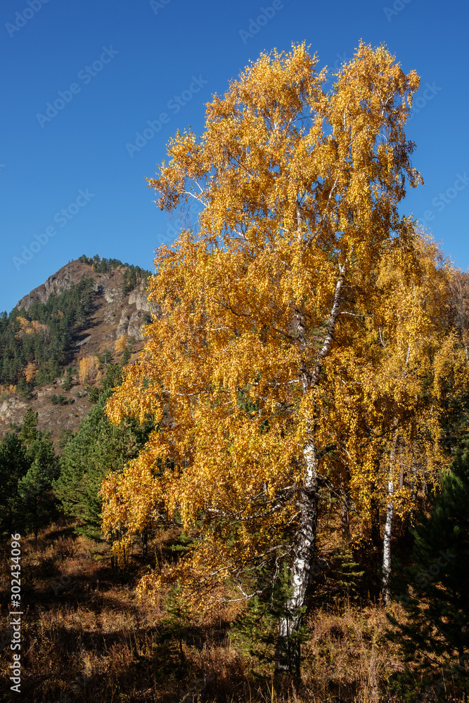 Yellow birch on a background of mountains and blue sky, autumn Altai. Yellow birch on a background of mountains and blue sky, autumn Altai.