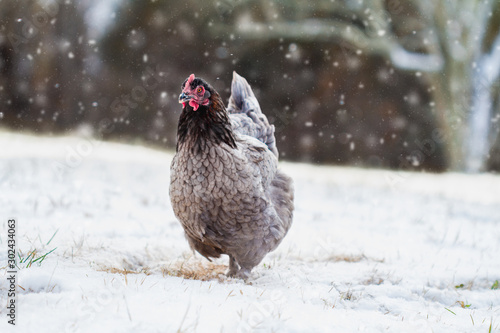 Fotografie, Obraz Free range French blue copper Maran hen walking in the yard during a snow storm