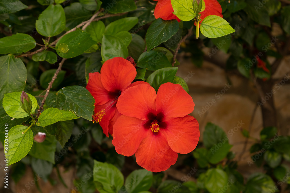 Flowers of Hibiscus Flowers of Hibiscus