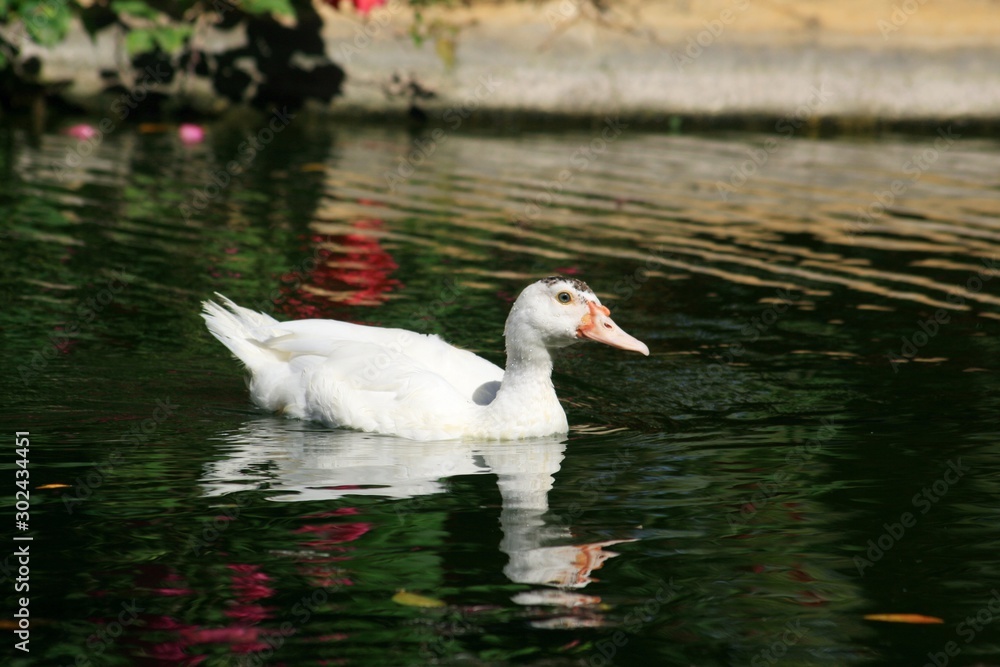 White duck in the pond reflected in the waters