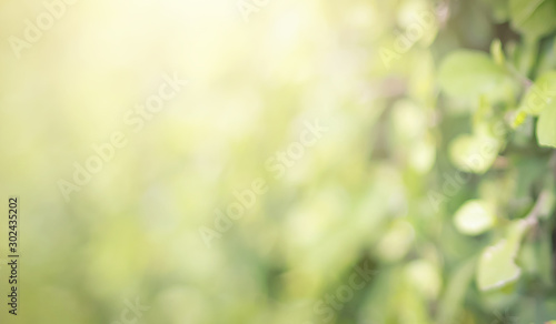 Green leaf background Yellow, blurry leaves Bokeh circles from light shining through As a background and Beautiful computer screen image