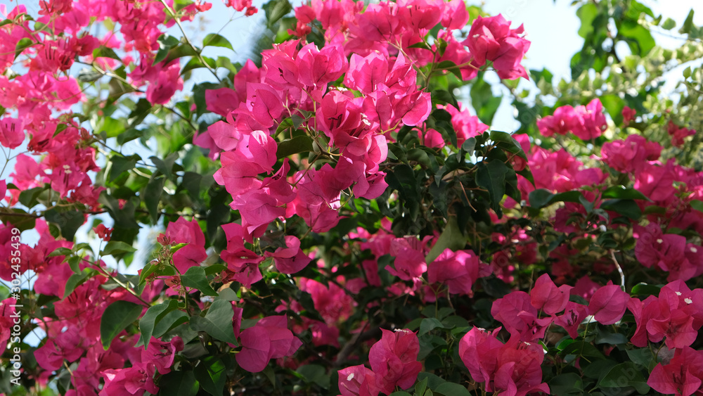 Blossoming pink bougainvillea flowers