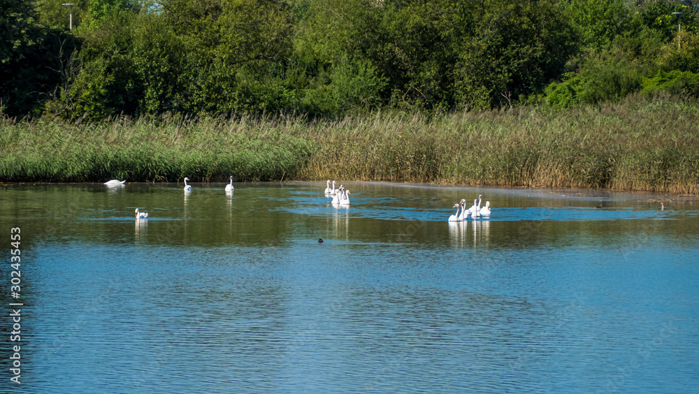 Swans swimming in a lake near Bamberg Swans swimming in a lake near Bamberg