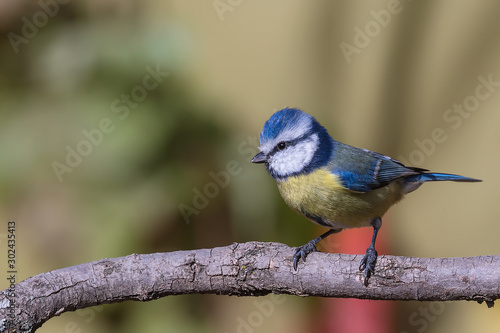 blue tit on a branch © Mehmet