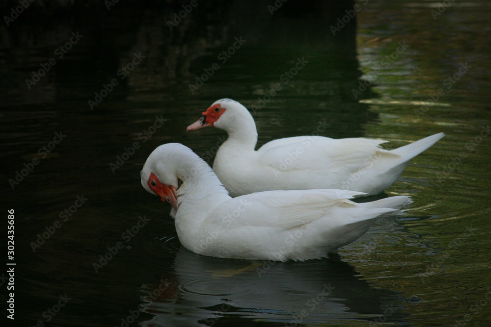 Wide shot of two white ducks, with one pecking on its feathers Wide shot of two white ducks, with one pecking on its feathers