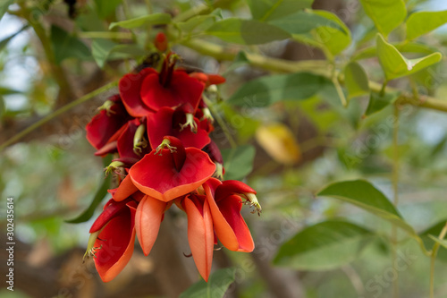 Photo Blooming Erythrina Christa Galli in the park
