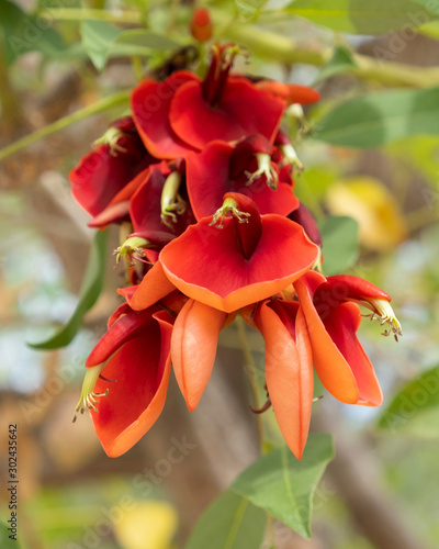 Fotografija Blossoming red flowers of Erythrina crista-galli