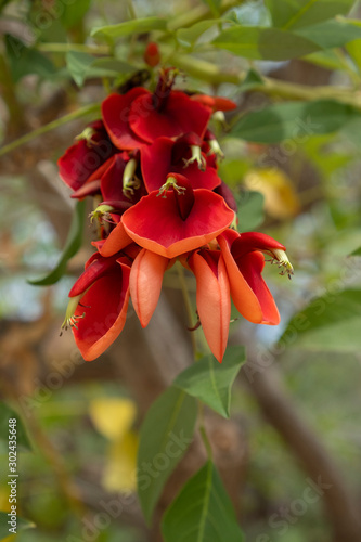 Konstfotografi Erythrina Christa Galli in the park