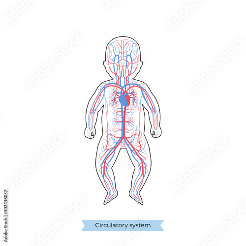circulatory system anatomy