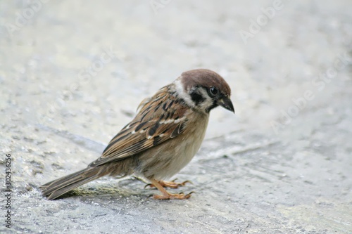 Sideview of a small bird standing in the concrete pavement