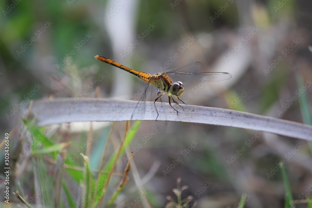 Medium close up of a dragonfly perched on a dry leaf Medium close up of a dragonfly perched on a dry leaf