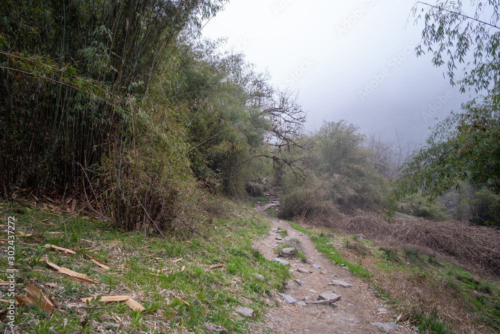 Trail on the Annapurna Base Camp Trek in tropical Rain forest Nepal. Trail on the Annapurna Base Camp Trek in tropical Rain forest Nepal.