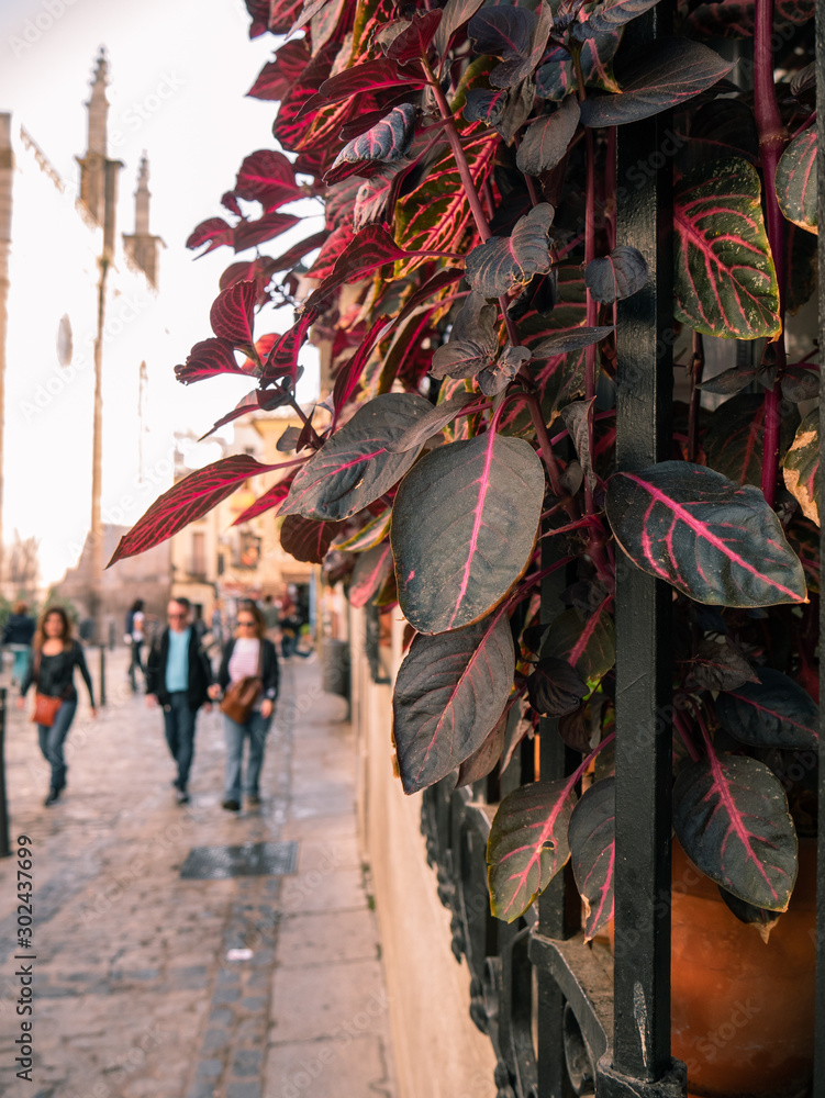 People walking along Toledo`s cobbled street next to window with iron fence and plant with pink leaves
