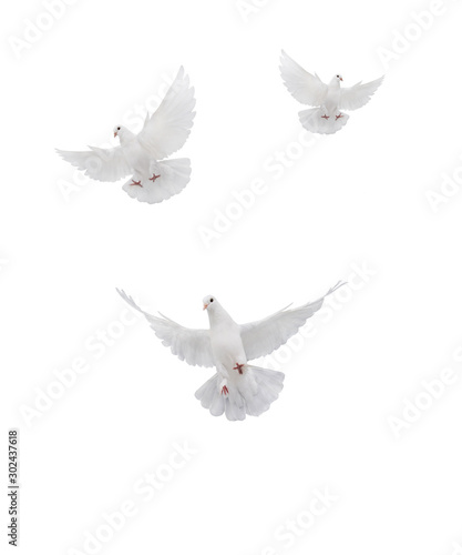 fthree ree flying white dove isolated photo