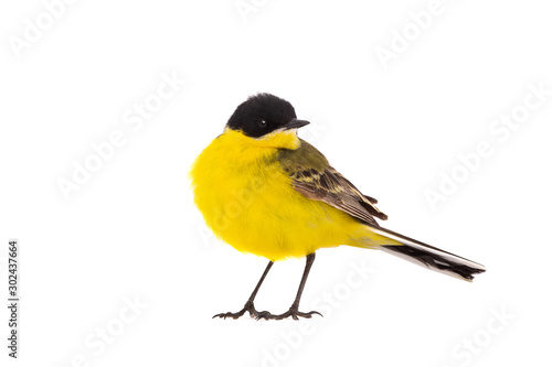 wagtail  isolated on a white background  in studio shot © fotomaster
