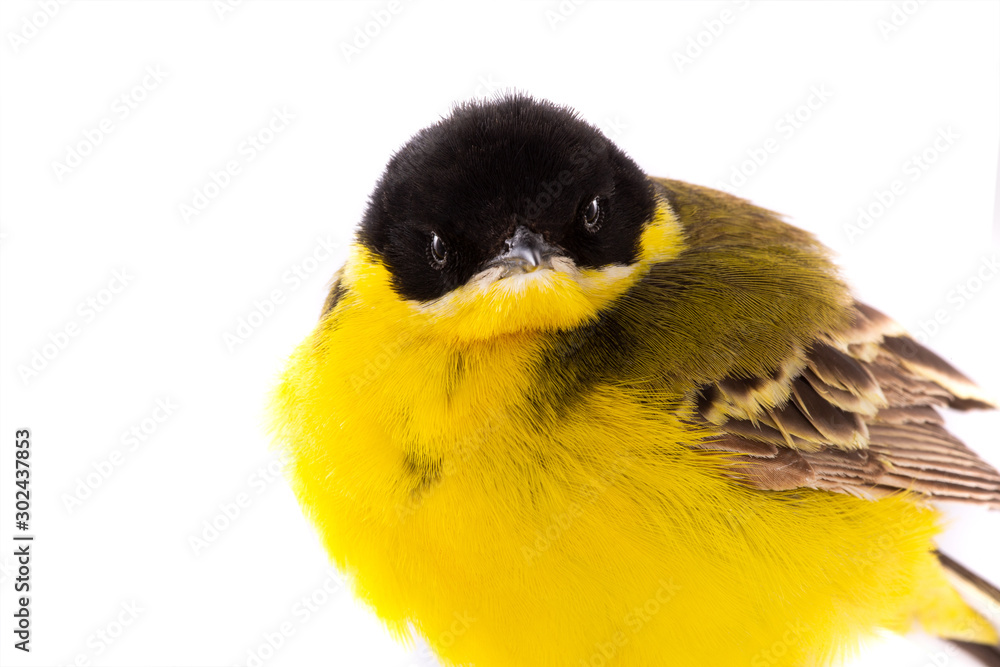 Fototapeta premium portrait wagtail isolated on a white background in studio shot