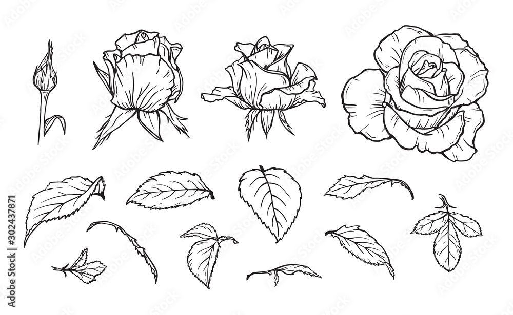 Fototapeta Wektor zestaw kwiatów i liści. Ręcznie rysowane pąk róży kwiat i liść szkic. Elementy róż na białym tle