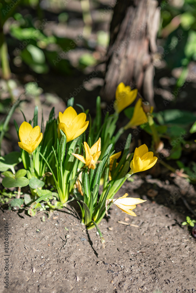 Yellow crocus in the garden Yellow crocus in the garden