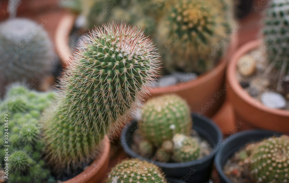Selective focus close-up shot on cactus and colorful cactus and experience the afternoon sun. Cactus plants are planted on flower plots as a background image and used for making screen wallpapers. Selective focus close-up shot on cactus and colorful cactus and experience the afternoon sun. Cactus plants are planted on flower plots as a background image and used for making screen wallpapers.